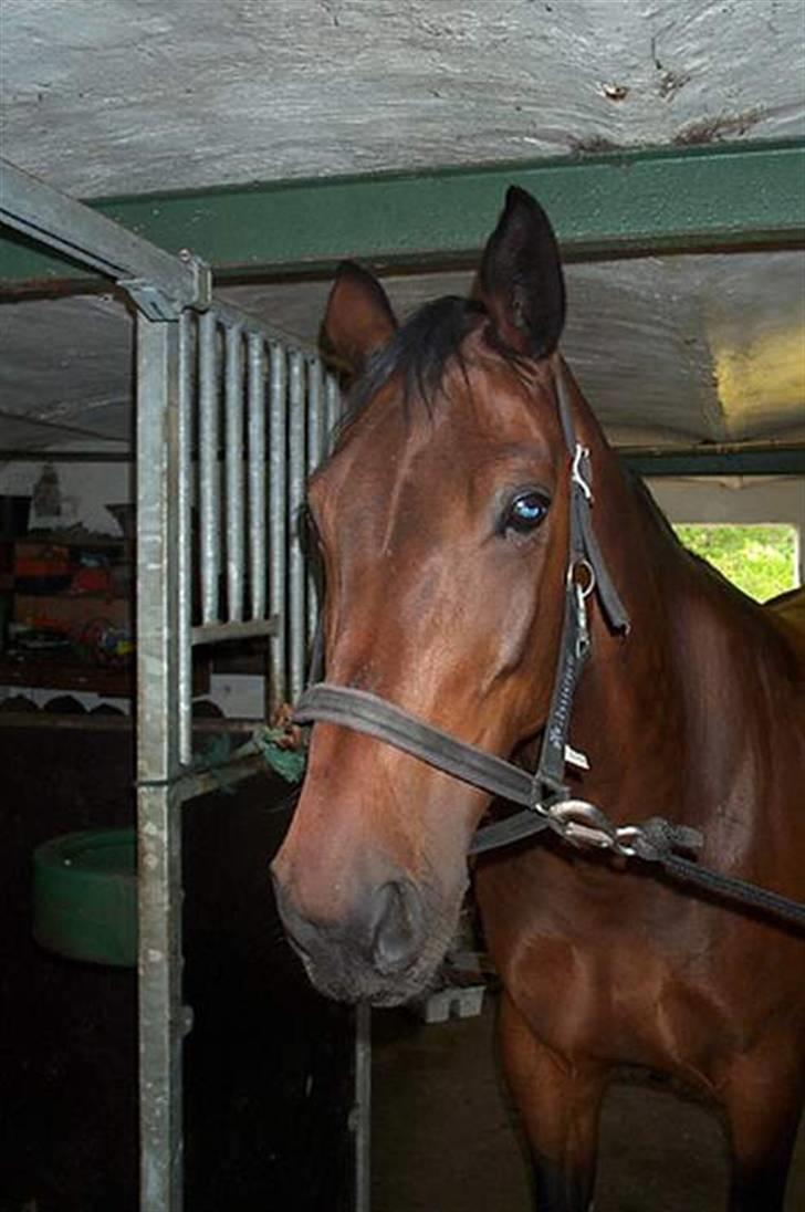 Dansk Varmblod Ditte - Ditte i stalden billede 8