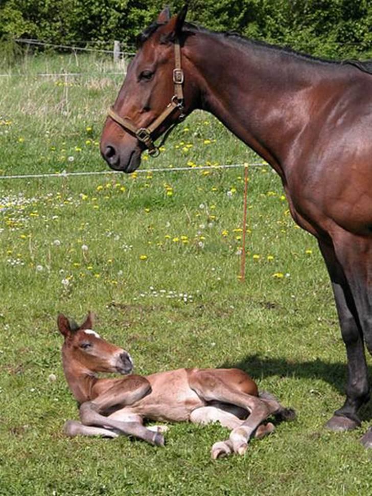 Dansk Varmblod Ditte - Ditte og lille Legolas billede 9