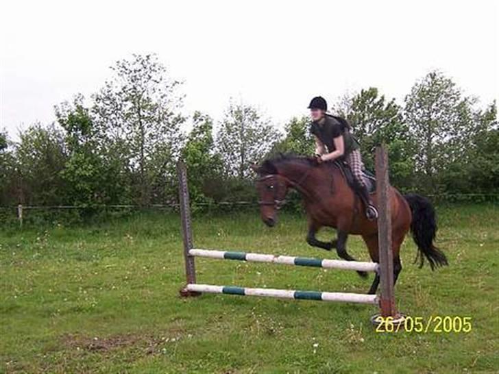 Dansk Varmblod Ditte - Spring hjemme på banen billede 10