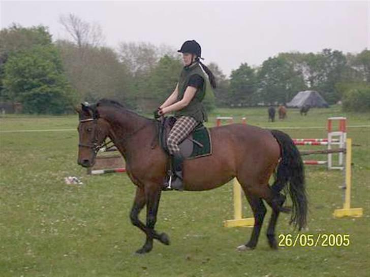 Dansk Varmblod Ditte - Sidste ridetur derhjemme billede 11