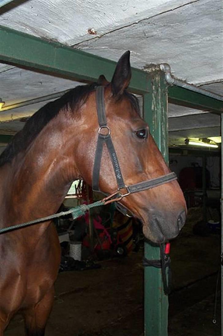 Dansk Varmblod Ditte - På stald billede 13