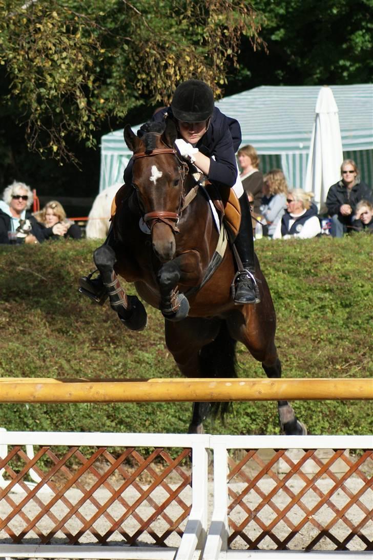 New Forest 1.Class Prince Albert billede 3