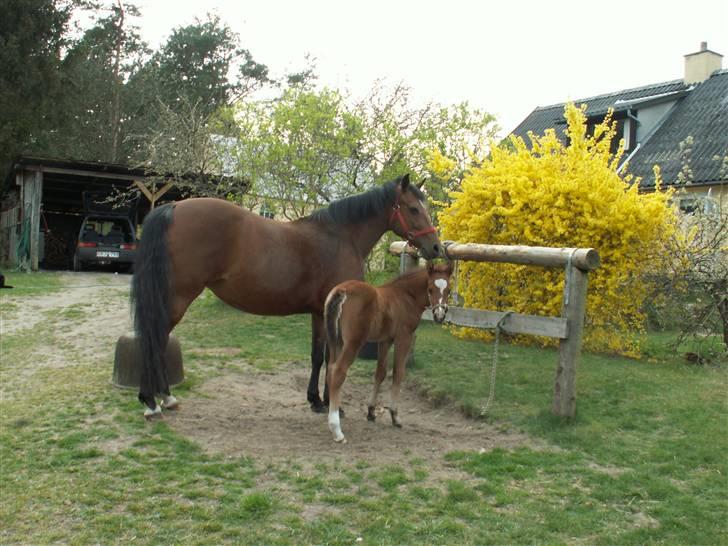 New Forest Opbroeks Mayday (solgt) - Hendes føl fra 2007, Adonis. billede 2