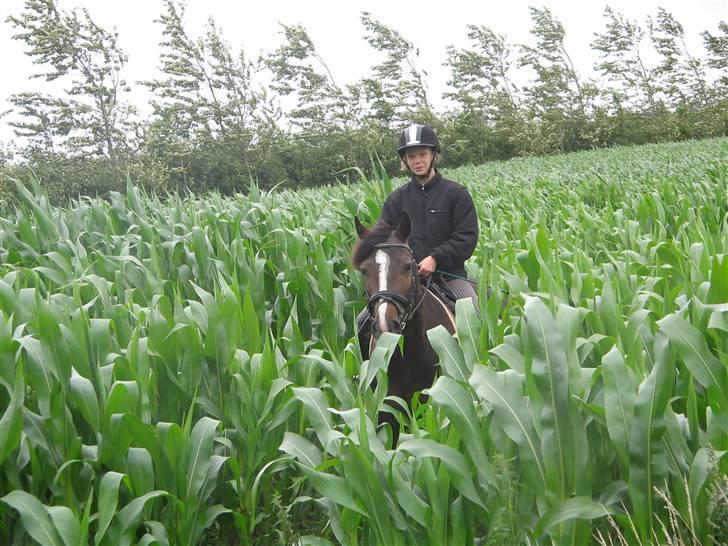 Welsh Pony af Cob-type (sec C) Gribsvads Leading Bruni {Solgt} - Bruni og jeg i majs marken billede 6