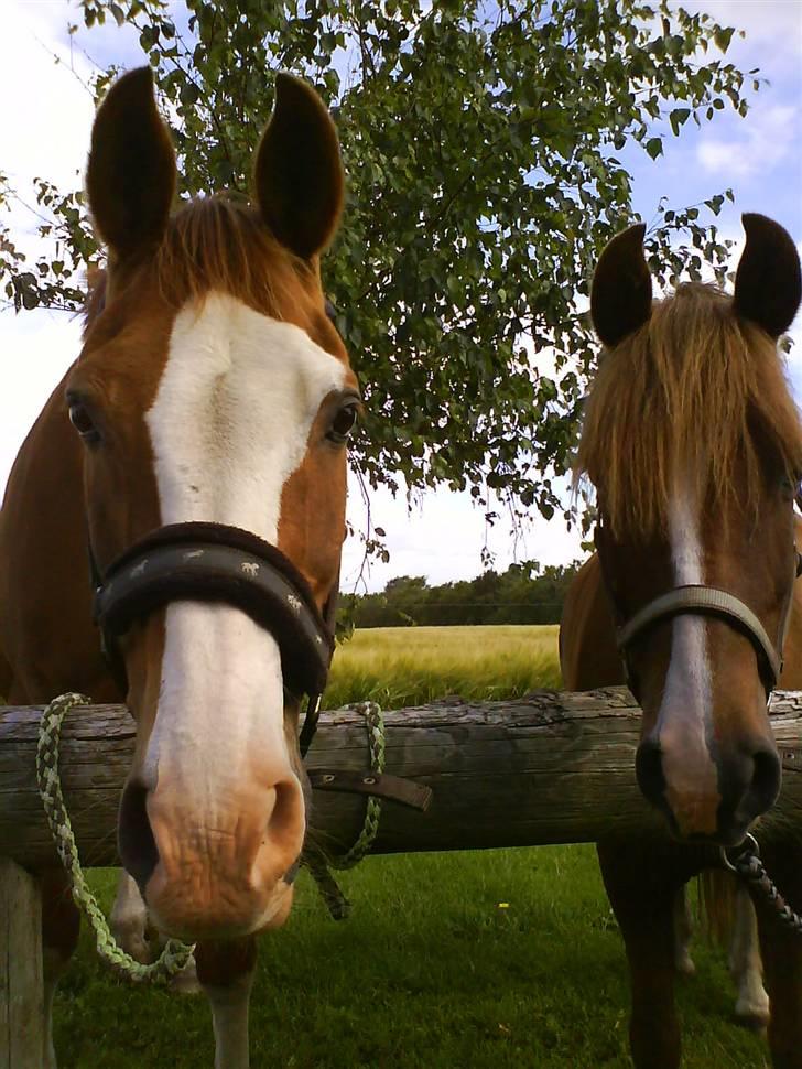 Anden særlig race Paw den dejlige...<3 - Paw den lækre og jonas den skøre.. HAHA billede 7