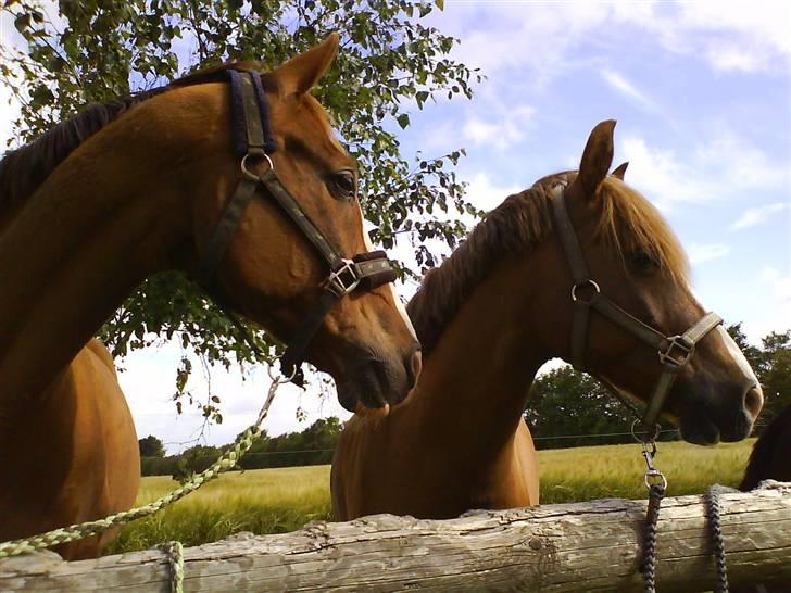 Anden særlig race Paw den dejlige...<3 - Når sødere heste få´s IKKE  billede 8