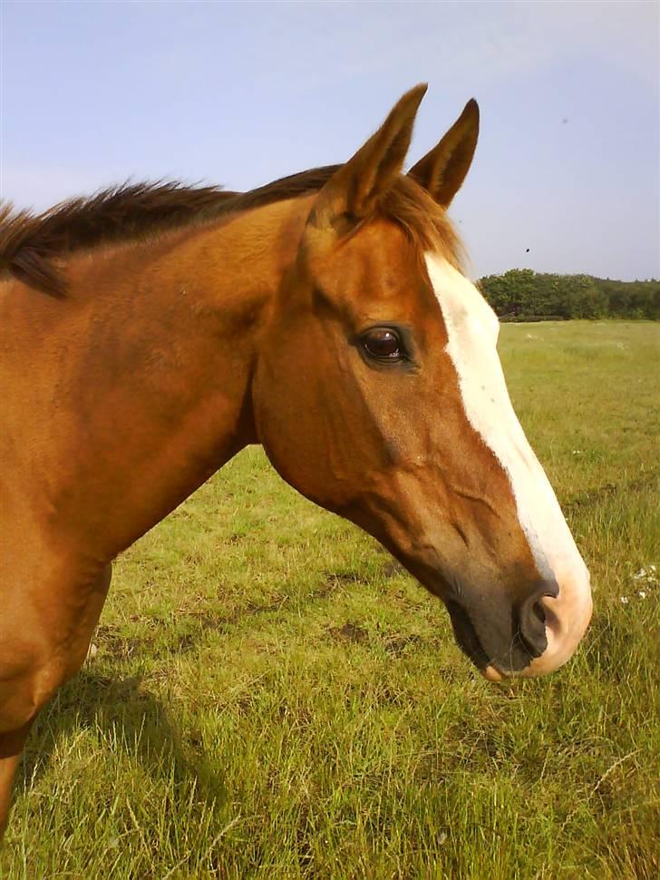 Anden særlig race Paw den dejlige...<3 - SØD SØD SØD HOT HOT HOT YEeeeArH :D billede 10