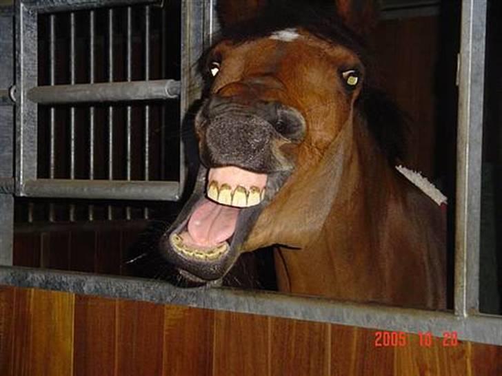 New Forest Opbroeks Mayday (solgt) - Hjemme i boksen. billede 3