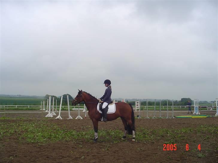 New Forest Opbroeks Mayday (solgt) - LC1 dressur, 1. plads. Nørager. billede 4
