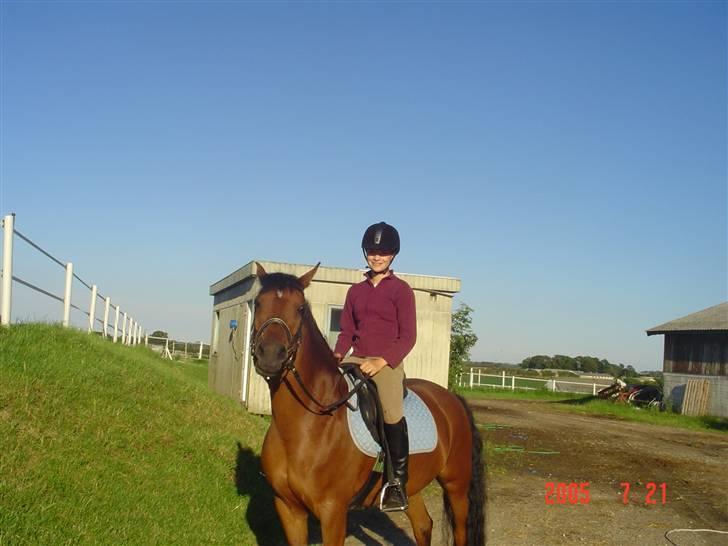 New Forest Opbroeks Mayday (solgt) - Hjemme en hyggetur. billede 5