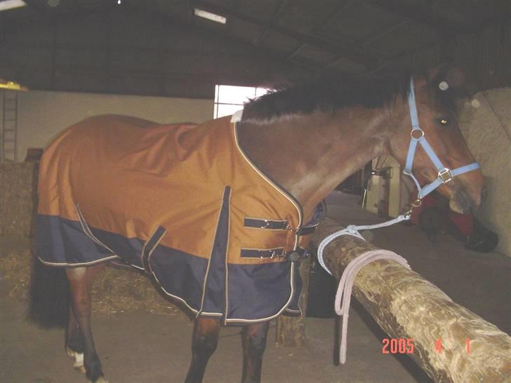 New Forest Opbroeks Mayday (solgt) - Første dag hvor hun er min. billede 6