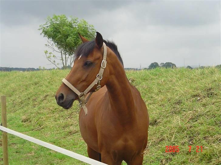 New Forest Opbroeks Mayday (solgt) - Hyggestund på fold. billede 7