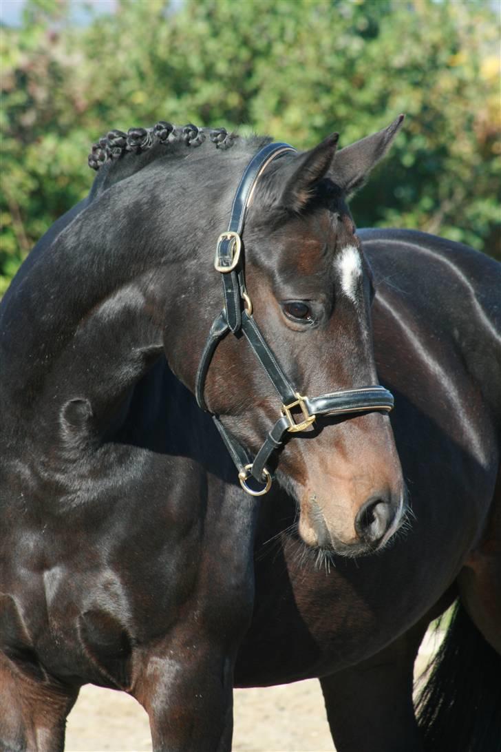 Trakehner Fionette E - VELKOMMEN til Fionette E´s profil. Flere billeder kommer løbende ind på siden :D FOTO: SS-foto.dk billede 1