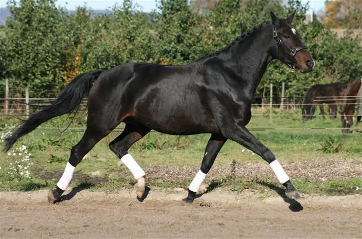 Trakehner Fionette E - Foto: SS-foto.dk billede 2