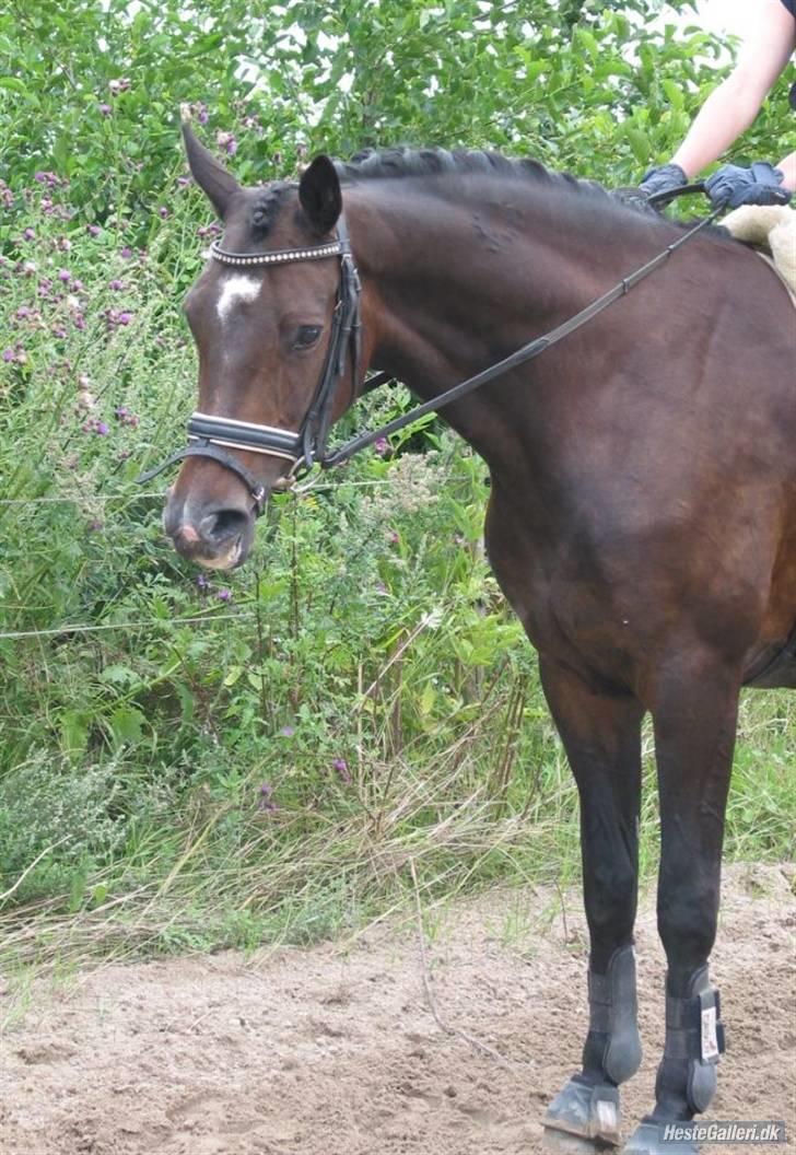 Trakehner Fionette E - Fionettes hoved. billede 4