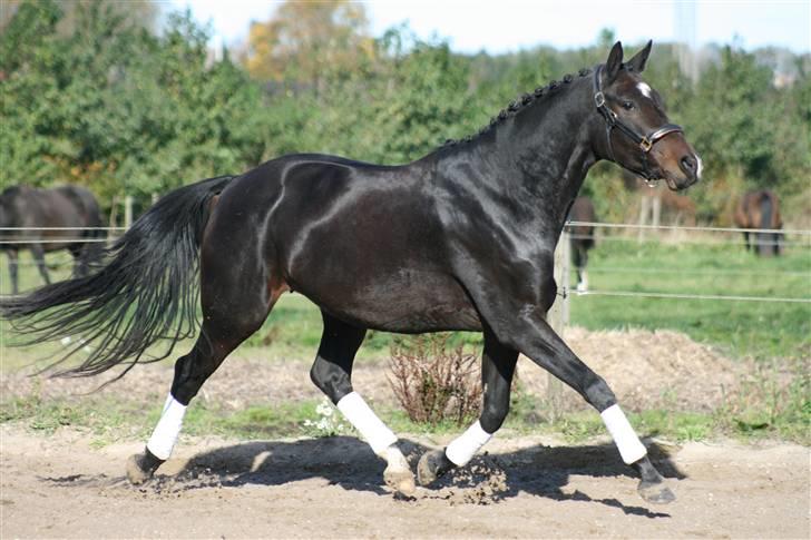 Trakehner Fionette E - Foto: SS-foto.dk billede 5