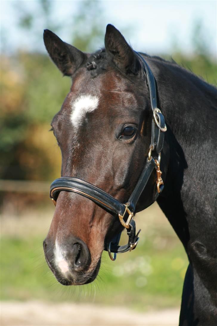 Trakehner Fionette E - Foto: SS-foto.dk billede 6