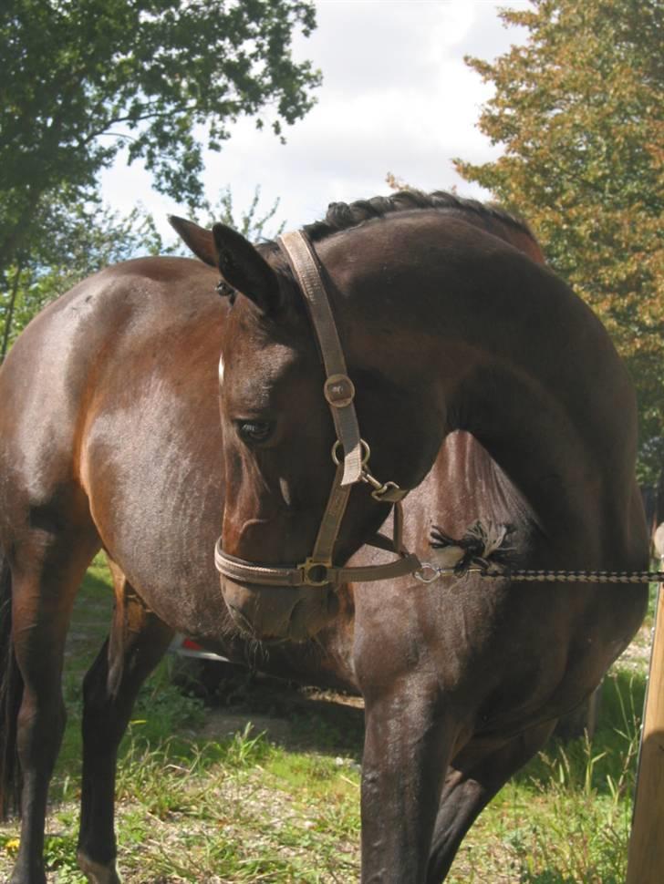 Trakehner Fionette E - Fionettes hoved :) billede 8