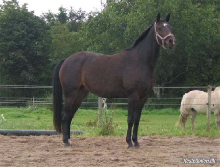 Trakehner Fionette E - Fionette på ridebanen. billede 9