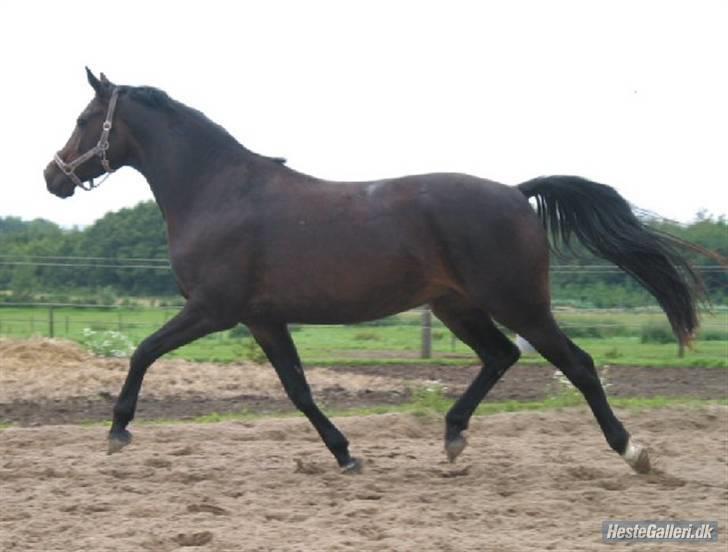 Trakehner Fionette E - Fionette på ridebanen. billede 10