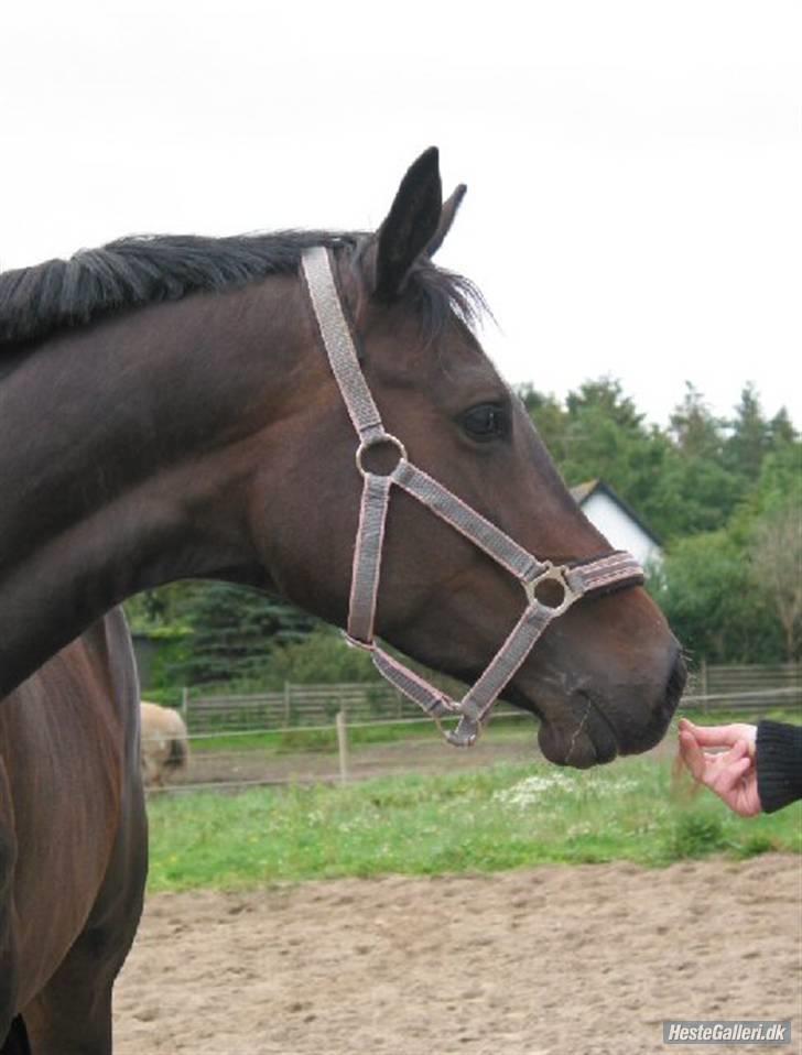 Trakehner Fionette E - Fionettes hoved. billede 11