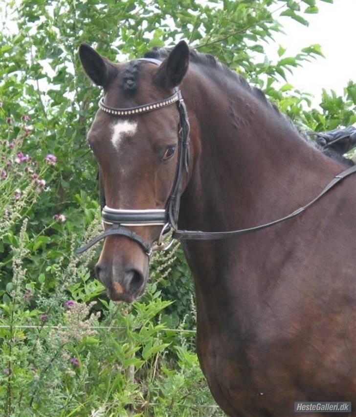 Trakehner Fionette E - Fionettes hoved. billede 12