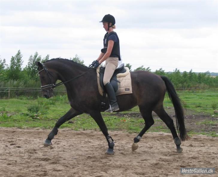 Trakehner Fionette E - Fionette i trav den 31/7-2007. billede 14