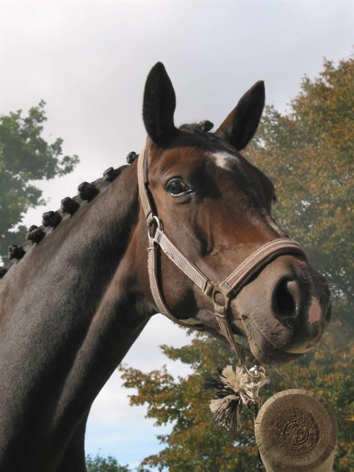 Trakehner Fionette E - Fionettes hoved. billede 15