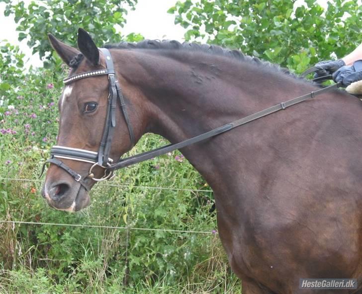 Trakehner Fionette E - Fionettes forpart. Bemærk "kronen" på hendes hals, som hun fik i forbindelse med kåring. billede 17
