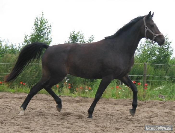 Trakehner Fionette E - Fionette på ridebanen. billede 18