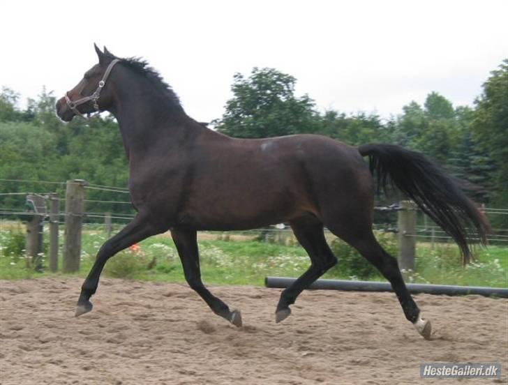 Trakehner Fionette E - Fionette på ridebanen. billede 19