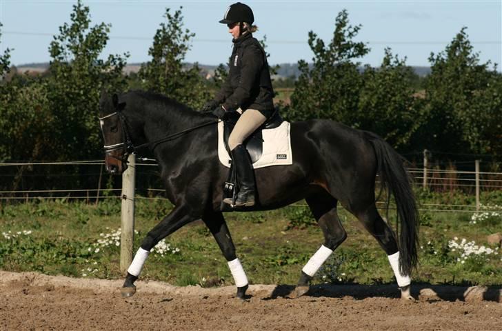 Trakehner Fionette E - Foto: SS-foto.dk billede 20