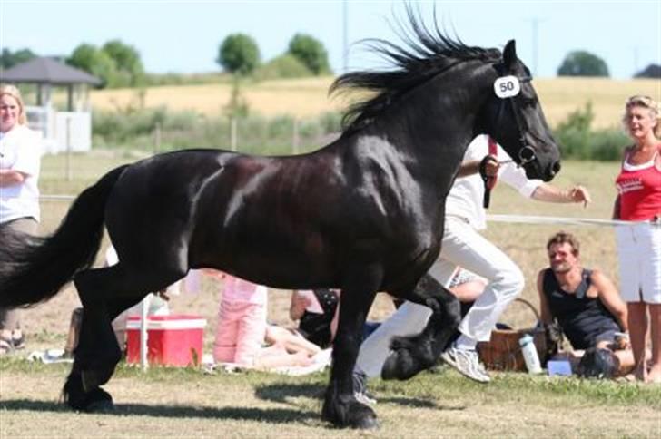 Frieser Ceasar - Kåring i dansk frieserforbund 2006 billede 5