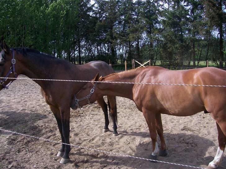 Anden særlig race Mr Bogart (solgt) - Umhhh den dejlige dame Jolie hun dufter dejlig syns jeg :-) billede 15