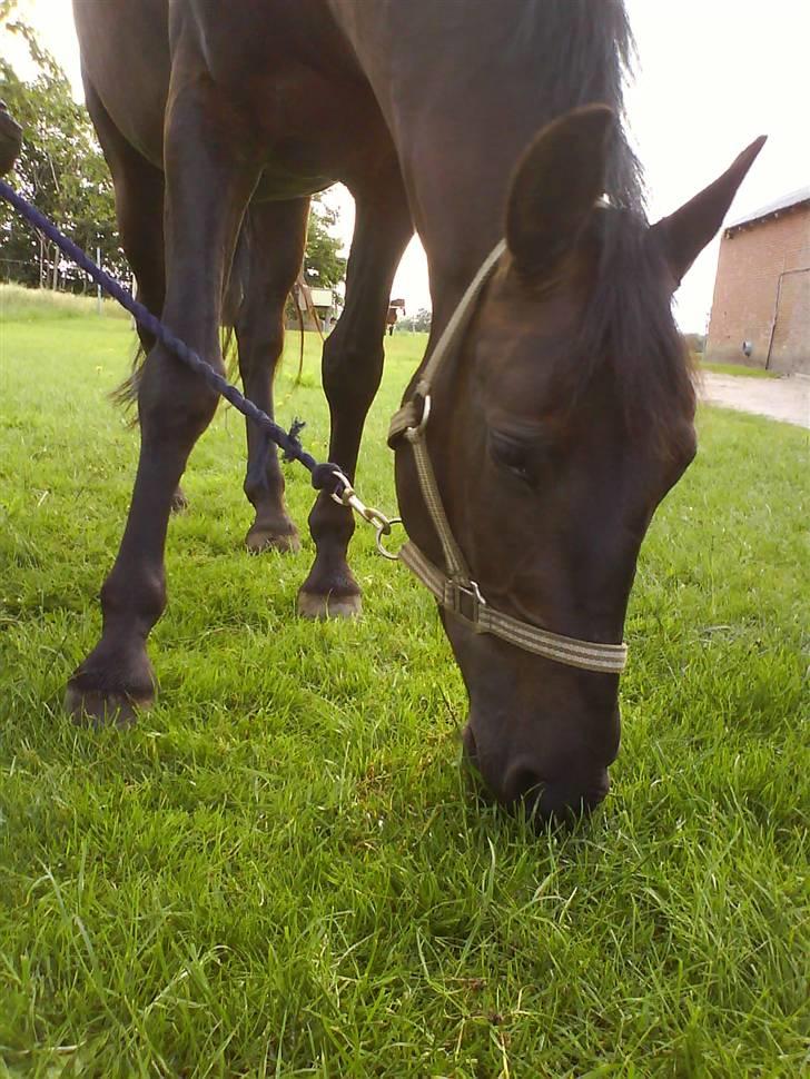 Anden særlig race Fromsmindes Effino. SOLGT - Super hotti <3 billede 3