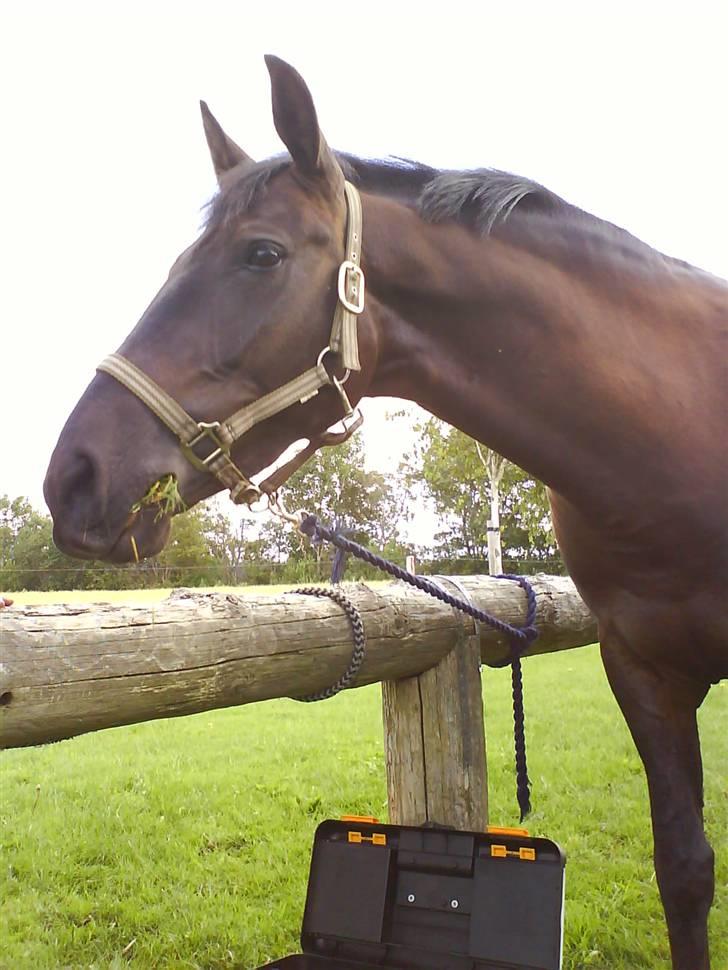 Anden særlig race Fromsmindes Effino. SOLGT - hun er skøn<3<3 billede 4