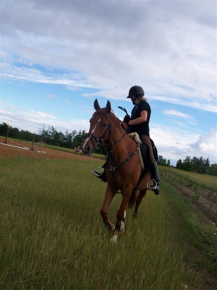 Anden særlig race Mr Bogart (solgt) billede 16