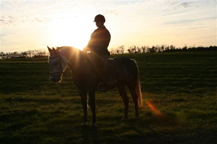 DSP Tino af Rosenholm t.part  - På tur med solnedgang . foto: Sabine <3 billede 4