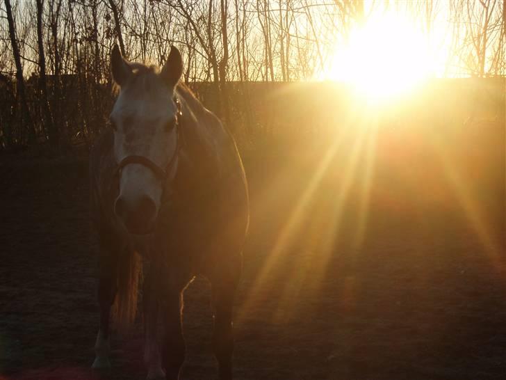 DSP Tino af Rosenholm t.part  - Nyeste billeder en febuar aften på ridebanen:D  foto: Mig  billede 8