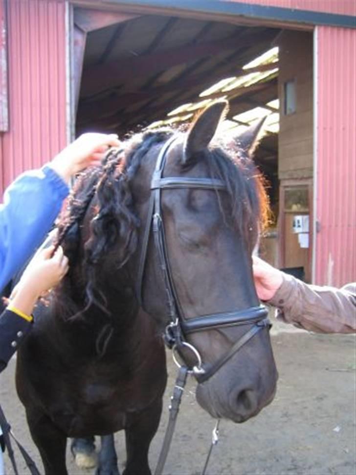 Frieser Ceasar - Dejligt at få pillet rosenknopper ud efter første stævne 2006 billede 17