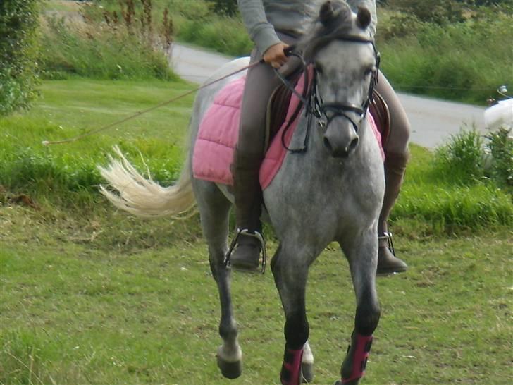 Welsh Pony af Cob-type (sec C) Søgaardens Asterix - Dressur hjemme på folden billede 2
