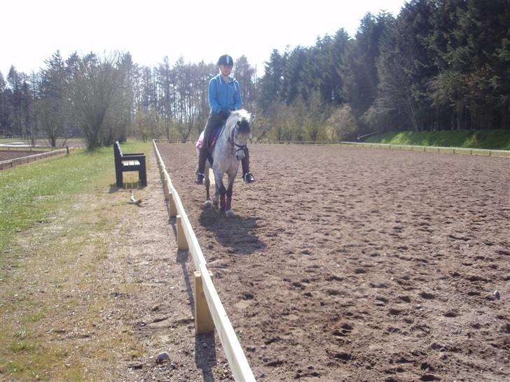 Welsh Pony af Cob-type (sec C) Søgaardens Asterix - NYT På en af udebanerne :) billede 3