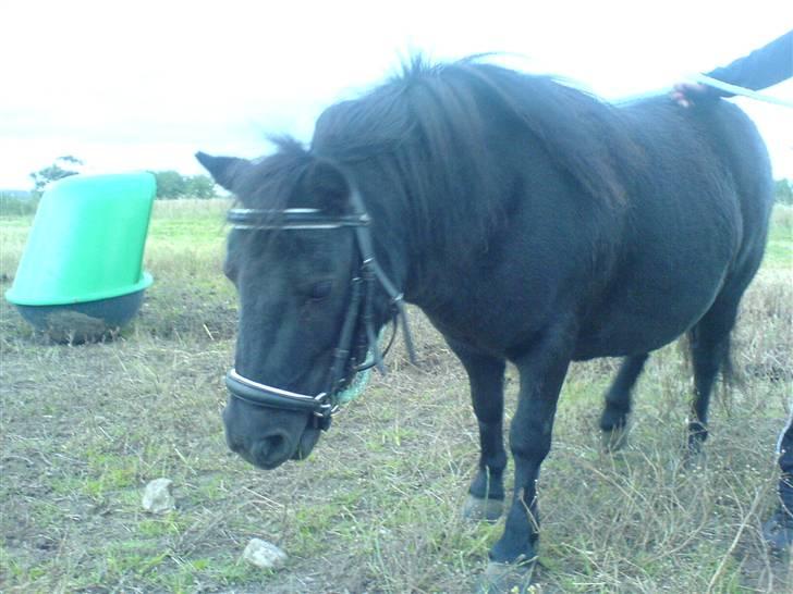 Miniature Tatjana - Jeg er meget træt billede 4