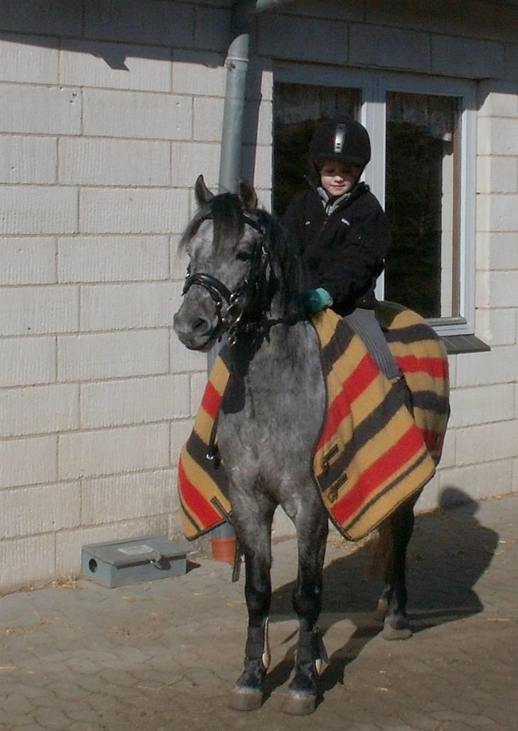 Welsh Pony af Cob-type (sec C) Søgaardens Asterix billede 6