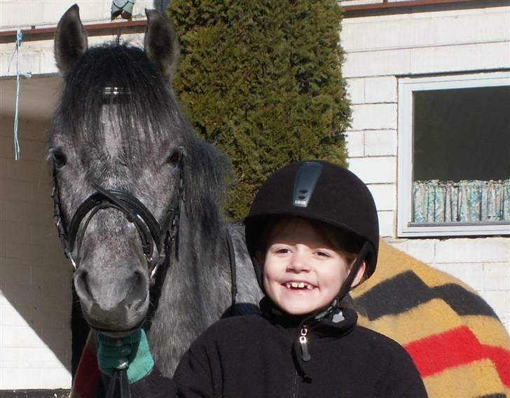 Welsh Pony af Cob-type (sec C) Søgaardens Asterix - Det er vidst team smil. Hehe :) billede 7