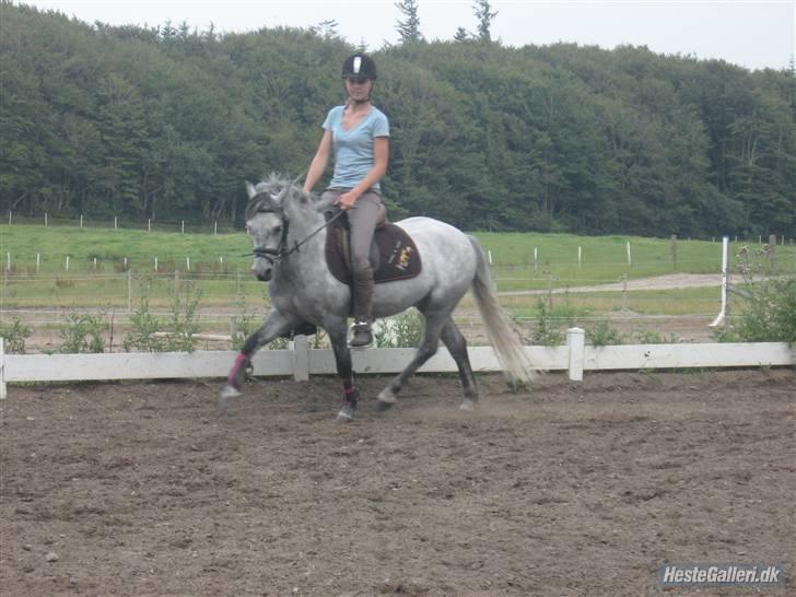 Welsh Pony af Cob-type (sec C) Søgaardens Asterix - den første undervisningstime efter sommerferien :) Jeg rider :D billede 10