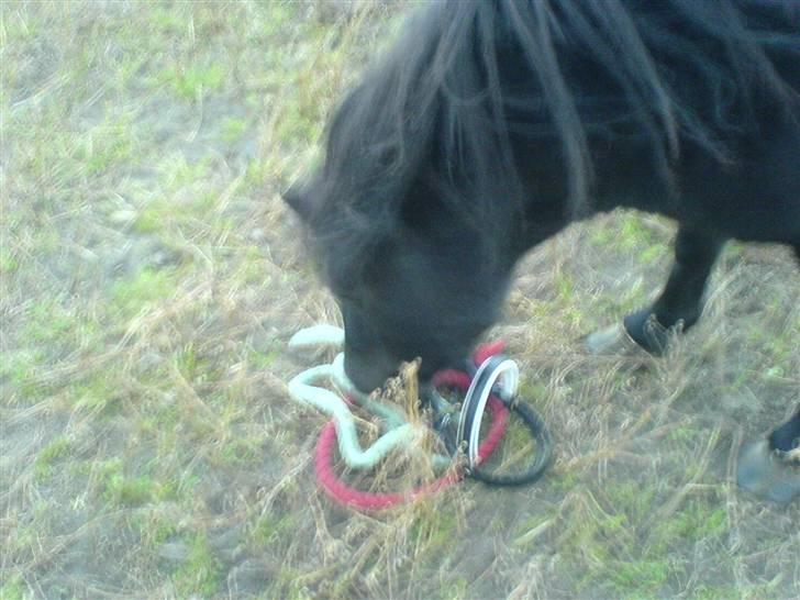 Miniature Tatjana - Vil have mit hovetøj på igen billede 14