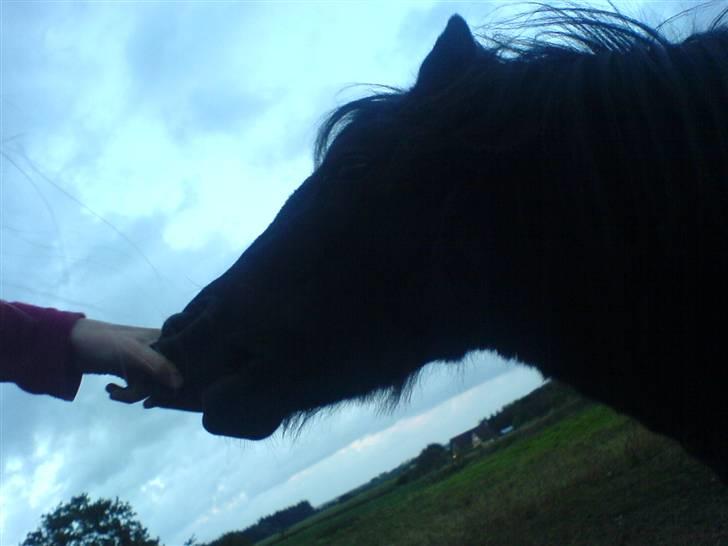 Miniature Tatjana - Louise driller mig:( billede 15