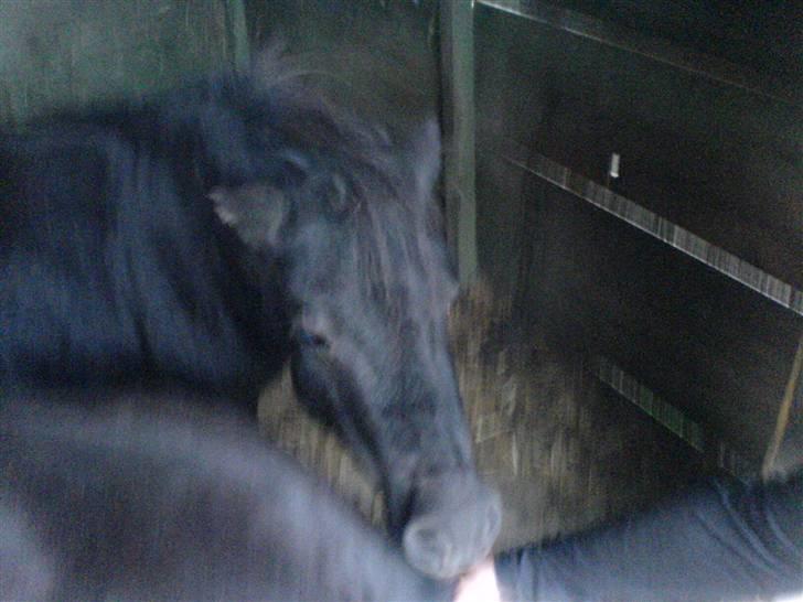 Miniature Tatjana billede 17