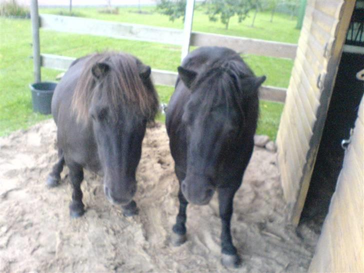 Miniature Tatjana - Mig og Tulle det er mig til højre billede 20